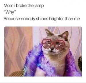 Stupid Bar Memes 7e902eb740fb5e53