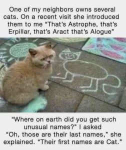 Stupid Bar Memes 7f94a9dea4cb1440