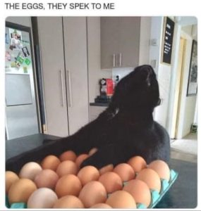 Stupid Bar Memes 9e4f7d68b4630b91
