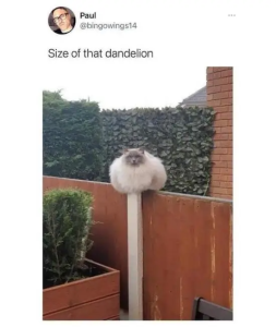 Stupid Bar Memes avSYxcT
