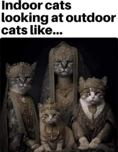 Stupid Bar Memes bbM0LJF