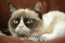Stupid Bar Memes catskitty