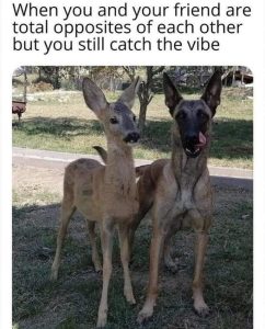Stupid Bar Memes fa762c3087bba62b