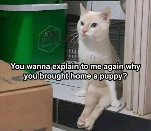 Stupid Bar Memes funnysanimalsmemess31