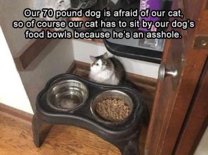 Stupid Bar Memes funnysanimalss6s4