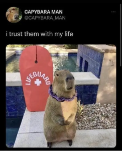 Stupid Bar Memes hBzBsIJ