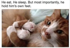 Stupid Bar Memes youswantsthescats