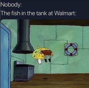 Stupid Bar Memes zsmemes62s1