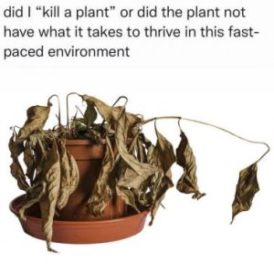 Stupid Bar Memes 128f155b34073d3f