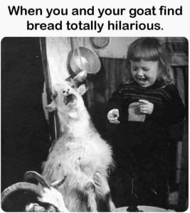 Stupid Bar Memes 1c3e0a1c22f7cacd