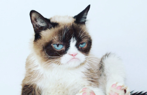 Stupid Bar Memes 2019s05s17s13s12s01sTweetssdesMediasparsGrumpysCatss40RealGrumpyCatsssTwitters1100x715