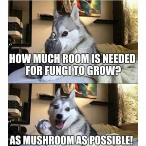 Stupid Bar Memes 219cb3d656b7a638