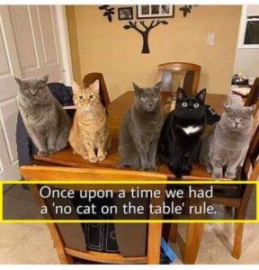 Stupid Bar Memes 30886aee4f8d24b1
