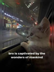 Stupid Bar Memes 3e7f25bba0017967