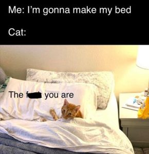 Stupid Bar Memes 3s26