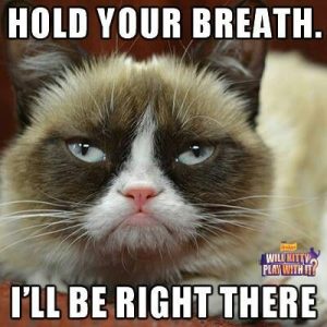 Stupid Bar Memes 57b63d599d6926cdaaaeb1ceec498993ssgrumpscatsgrumpyskitty