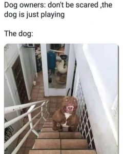Stupid Bar Memes 5eeb4f714639dbee