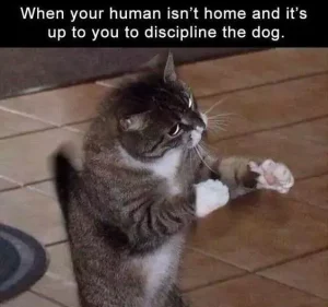 Stupid Bar Memes 8cce0a5d7cba258e