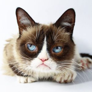 Stupid Bar Memes RIPGrumpyCatsledes768x768