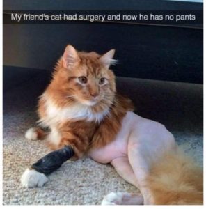 Stupid Bar Memes TjZ8Slr