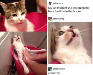 Stupid Bar Memes animalsmemess3