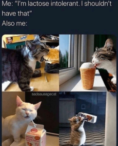 Stupid Bar Memes c894f2e3295b6bd0