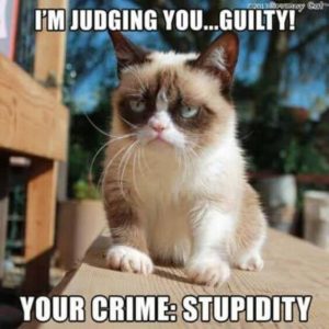 Stupid Bar Memes catsfo0asyscatsimsjudgingsyouguiltysyourscrimesstupidity
