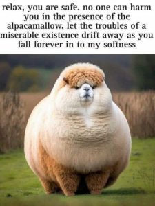 Stupid Bar Memes cf762cbe99a2d94c