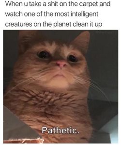 Stupid Bar Memes d2cd609fd51478e5