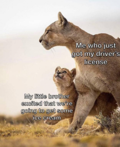 Stupid Bar Memes f04b826698cced5c