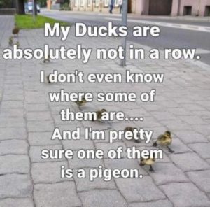 Stupid Bar Memes f61c709f0d1ff515