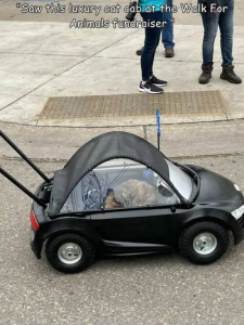 Stupid Bar Memes morningspicss3785s640shighs50