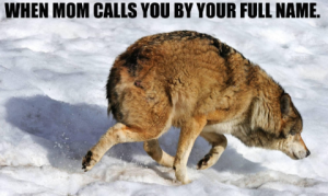 Stupid Bar Memes 0d3c050ef4e09a63