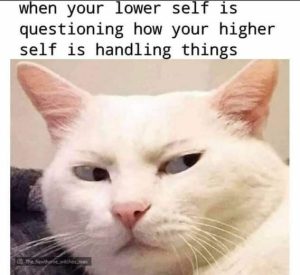 Stupid Bar Memes 311b4016edb7cb71