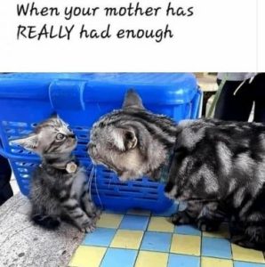 Stupid Bar Memes 350514c53d103584