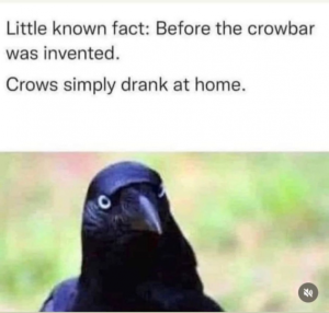 Stupid Bar Memes 3a0086ee75d8cdf8