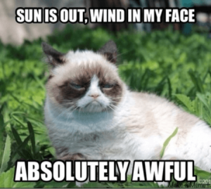 Stupid Bar Memes 3s11sgrumpyscatsinssunsFacebooks630x565