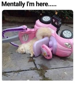 Stupid Bar Memes BsbiHmV