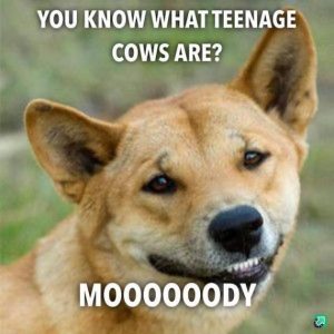 Stupid Bar Memes WMAs06s04s23s1s10