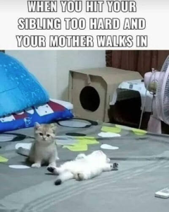 Stupid Bar Memes b134b5cba086bd56