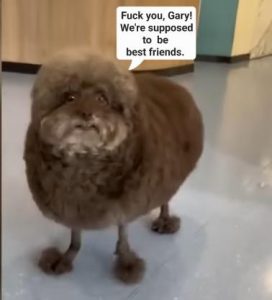 Stupid Bar Memes c81a28c674da755d