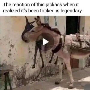 Stupid Bar Memes d470c6d8a60d03a4