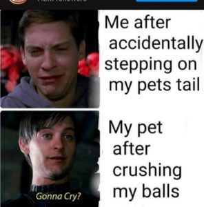 Stupid Bar Memes d4a9318f7be87e6e