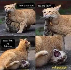 Stupid Bar Memes eb74ec28aad3af89