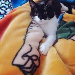 Stupid Bar Memes gJFWHH0