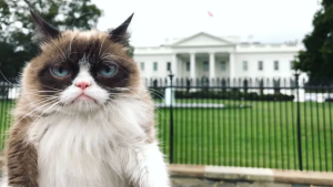 Stupid Bar Memes grumpycatwhit 1