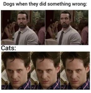 Stupid Bar Memes kyZf1yl