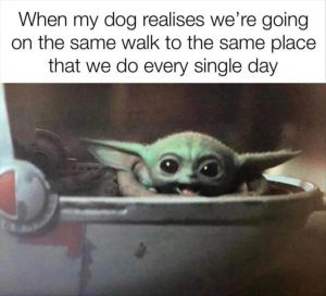 Stupid Bar Memes yzzs6