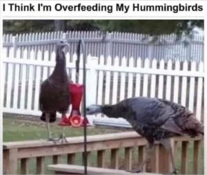Stupid Bar Memes zsasfunnys46
