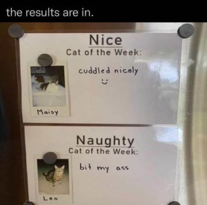 Stupid Bar Memes zsfuns39s1
